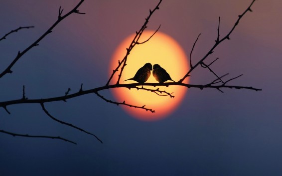 Love-Birds-Very-Beautiful-Wallpapers-in-Sunset